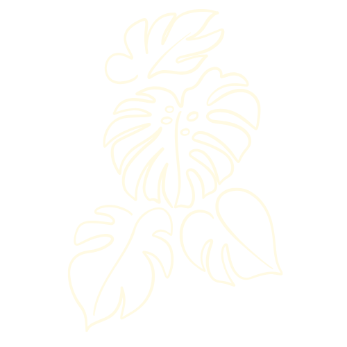 Eine Monstera.